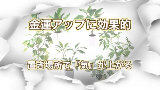 金運アップする観葉植物