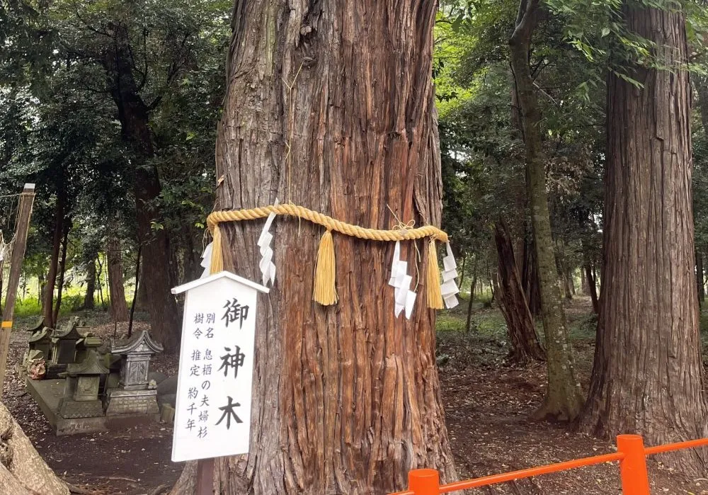息栖神社のご神木
