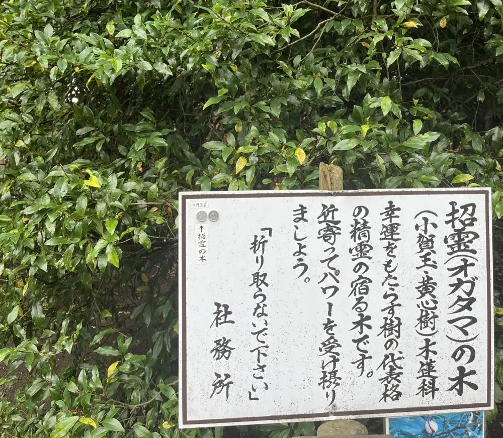 息栖神社招霊の木