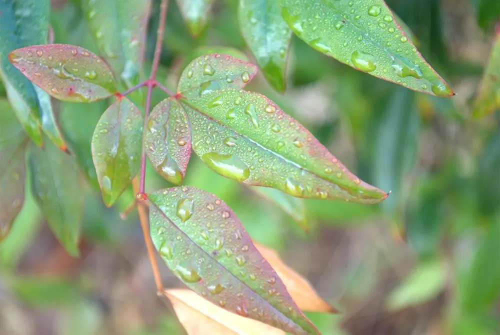 雨に濡れる葉っぱ