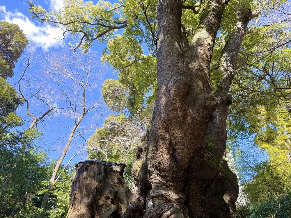 来宮神社の大楠