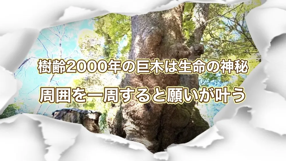 来宮神社