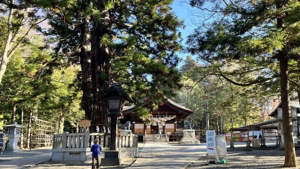 諏訪大社の根入杉