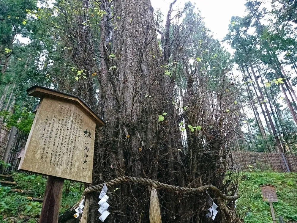 貴船神社（御神木）