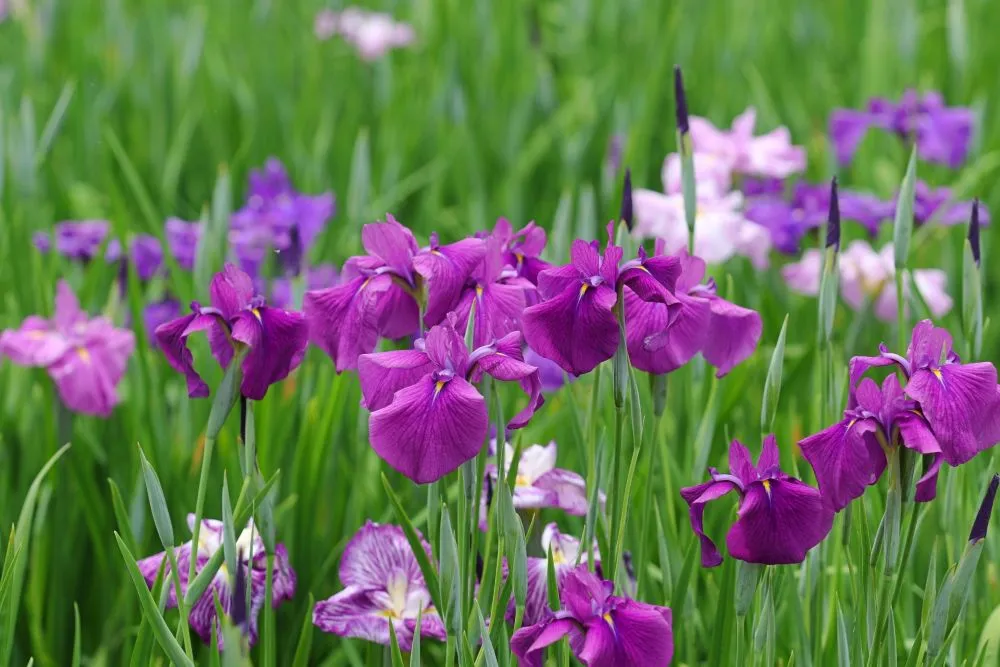 菖蒲