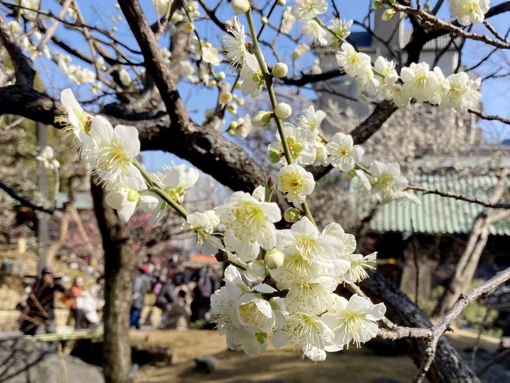 湯島天満宮(サクラ)