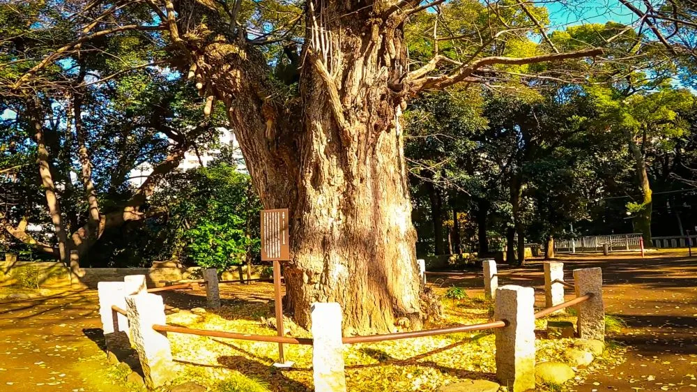 赤坂氷川神社（大銀杏）