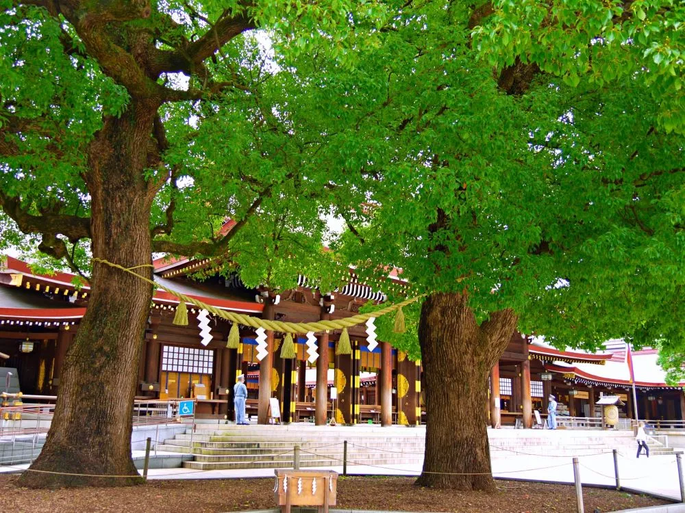 明治神宮(夫婦楠)