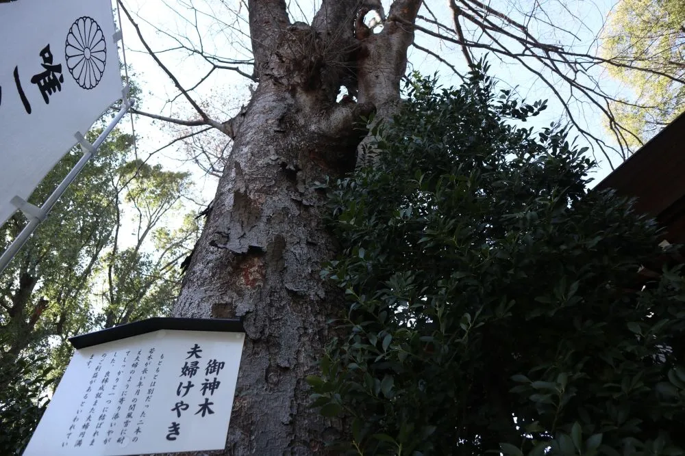 阿佐ヶ谷神明宮(夫婦けやき)