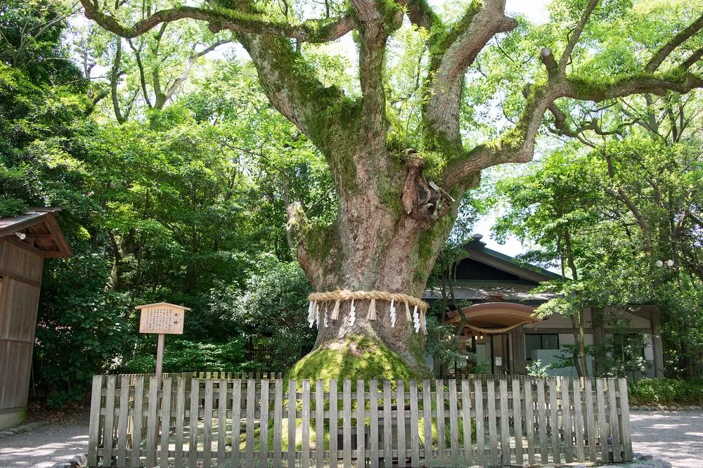 熱田神宮(大楠)
