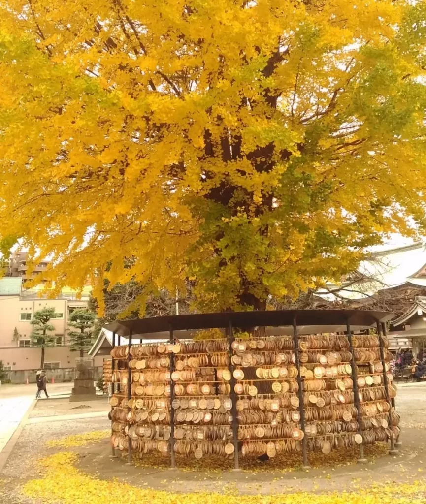 今戸神社（御神木）