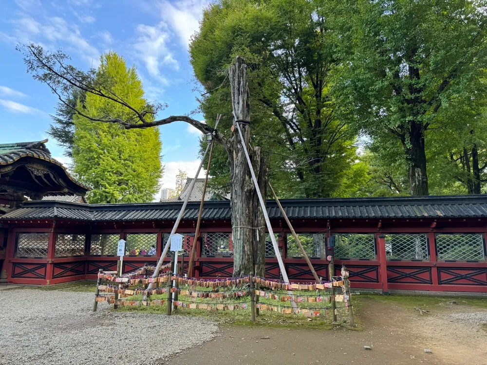 根津神社（榧の木）