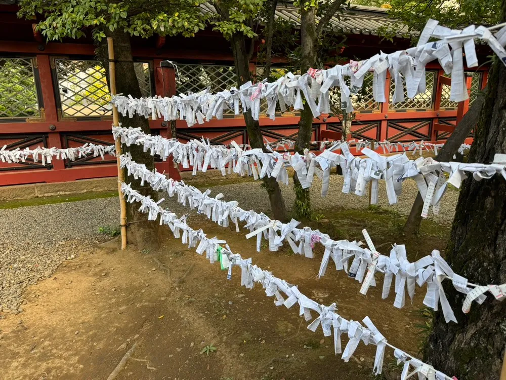 根津神社（おみくじ）