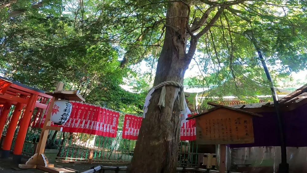 大宮八幡宮(共生の木)