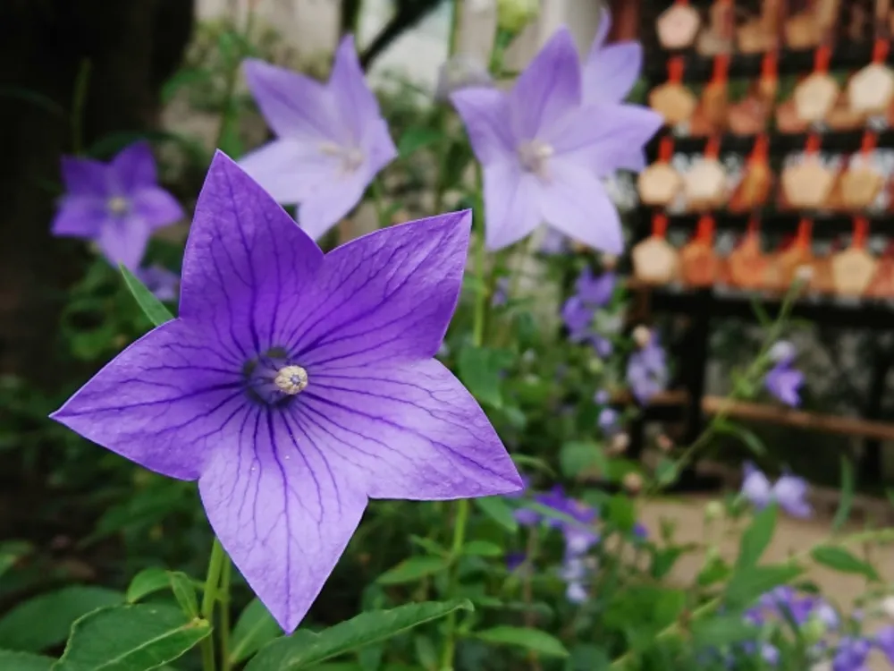 晴明神社（桔梗）