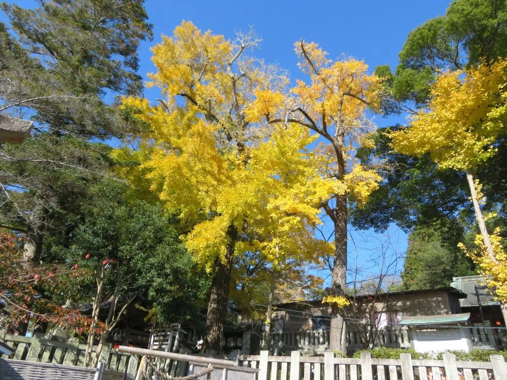 玉前神社（銀杏）