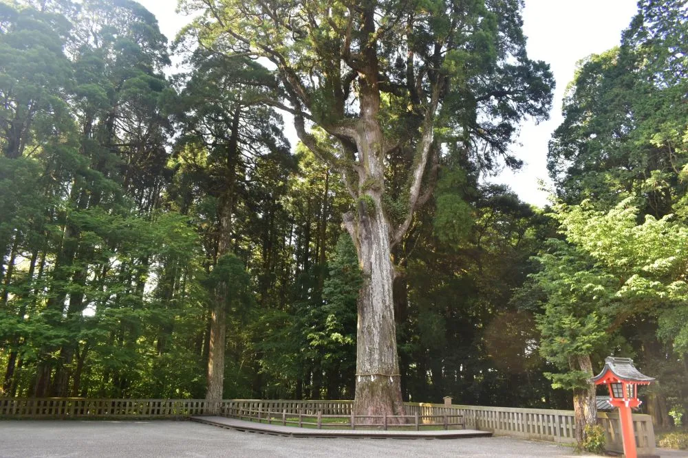 霧島神宮（御神木）