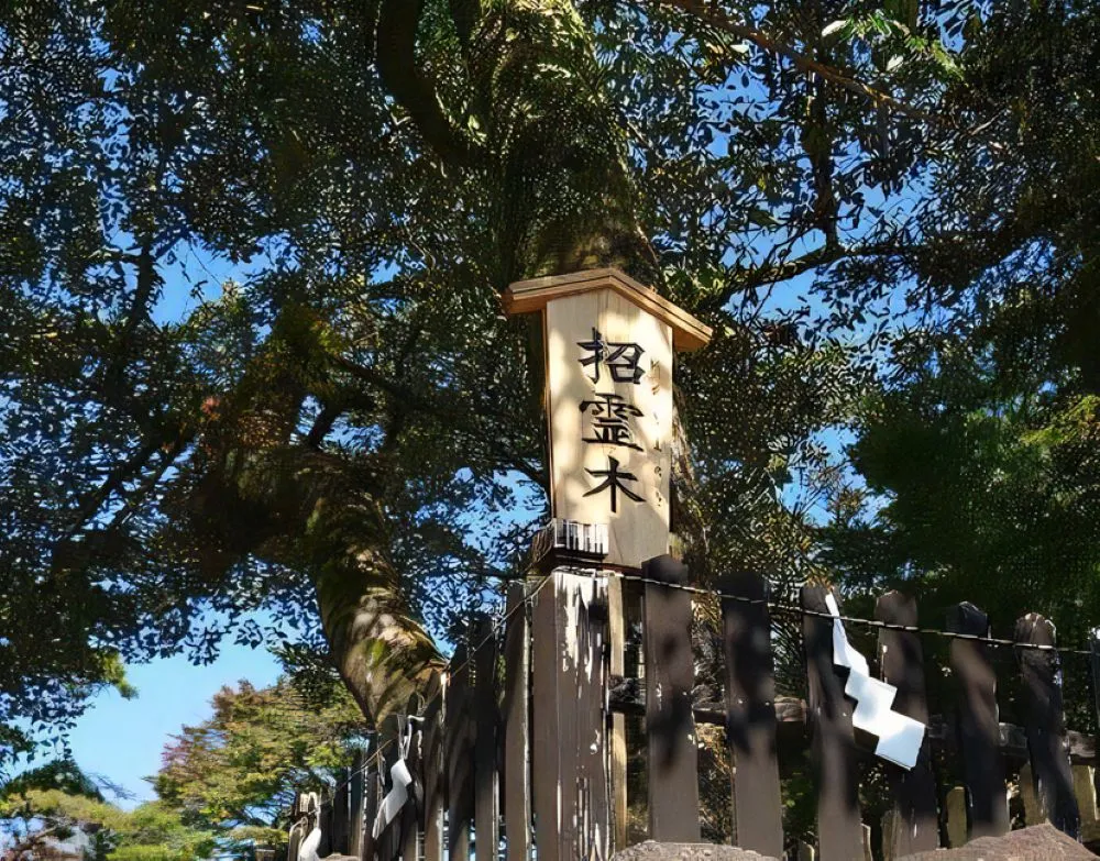 霧島神宮（招霊木）