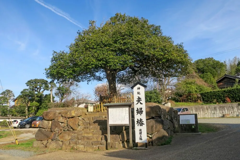 八重垣神社（夫婦椿）