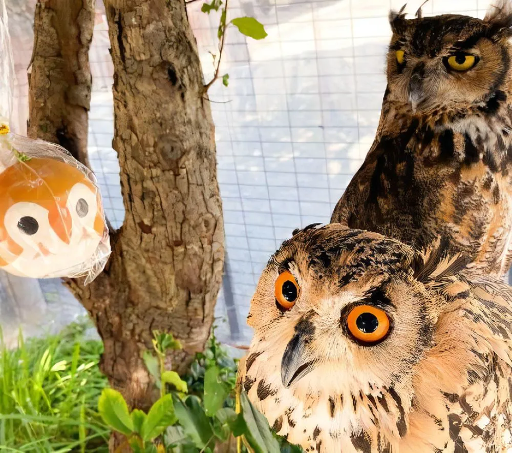 宮地嶽神社（フクロウ）