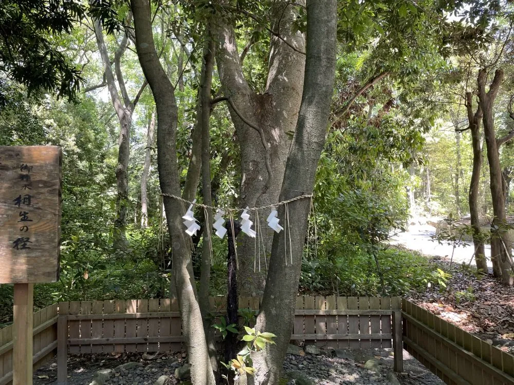 宗像大社（相生の樫）