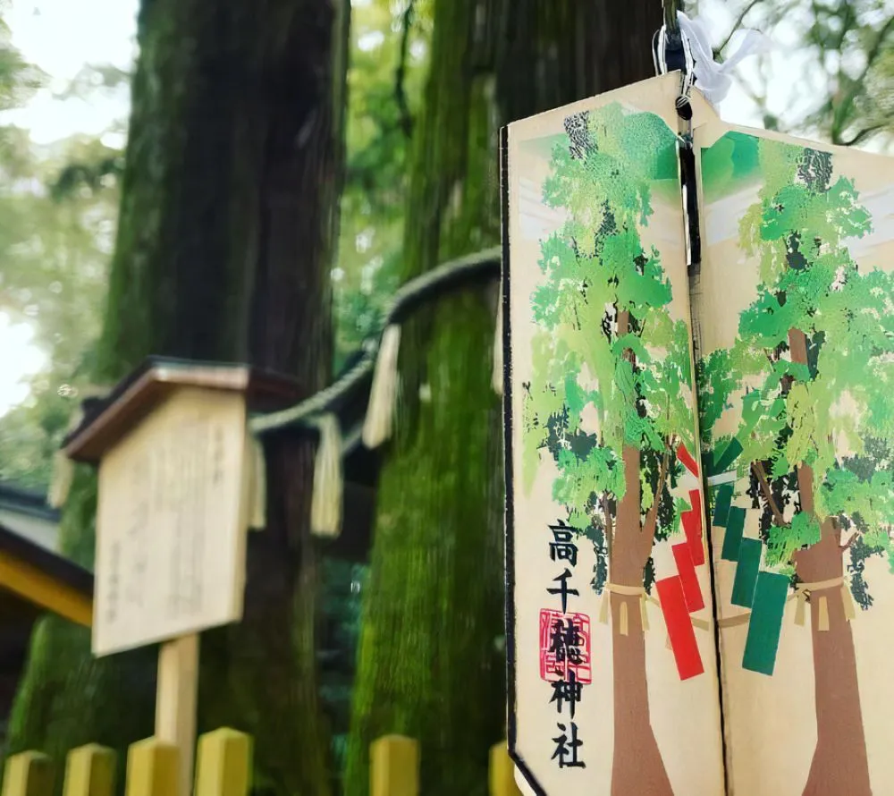 高千穂神社（夫婦杉）