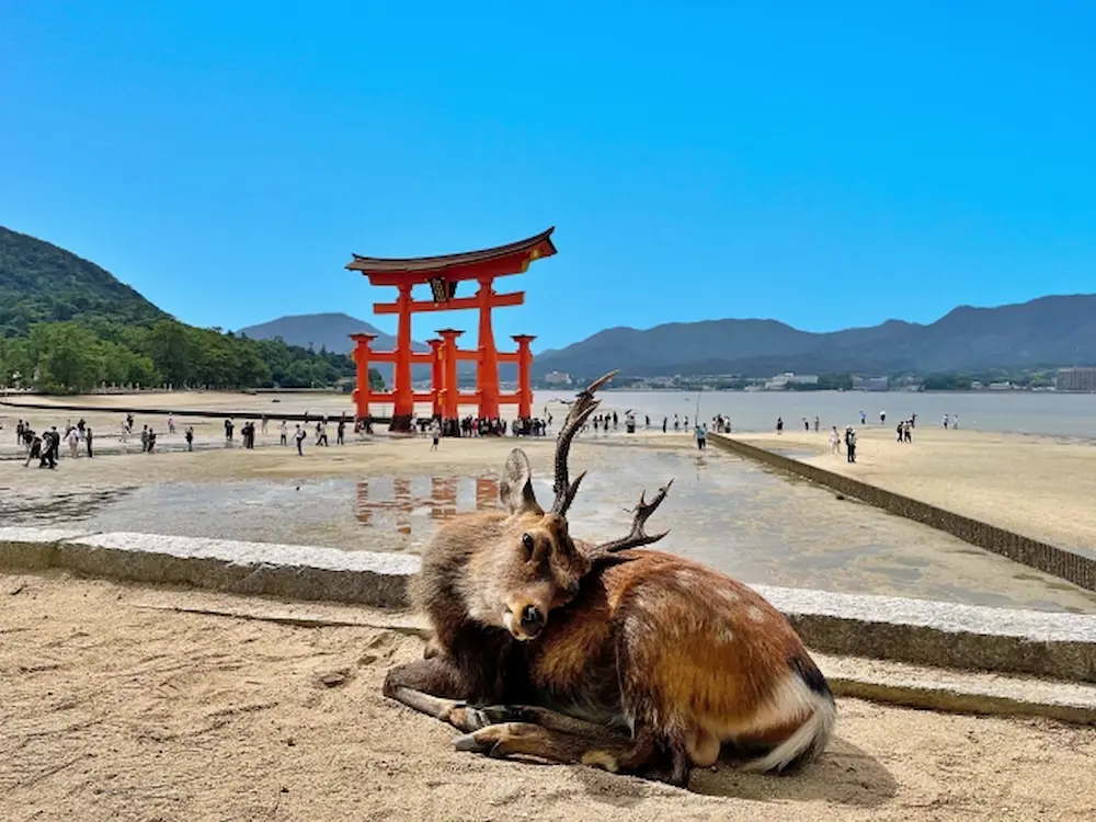 厳島神社(鹿)