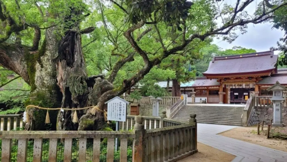 大山祇神社（大楠）