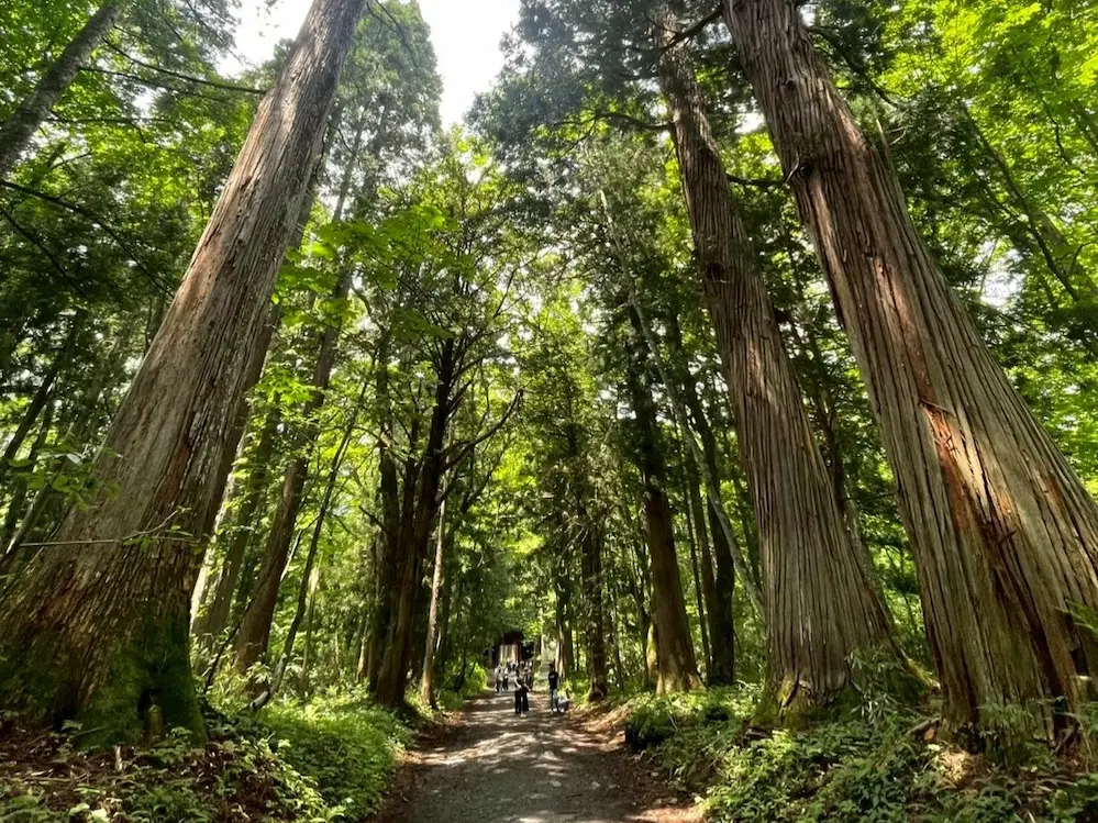 戸隠神社（参道）